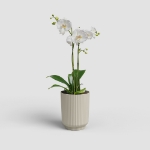 Image de POT MIAMI WAVY ORCHIDÉE 12,5 MA CRÈME