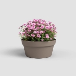 Image de COUPE CAPRI 30 MA TAUPE