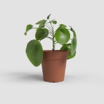 Image de POT DE CULTURE MADAGASCAR 27 MA TERRE CUITE