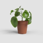 Image de POT DE CULTURE MADAGASCAR 35 MA TERRE CUITE