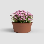 Image de COUPE MADAGASCAR 34 MA TERRE CUITE