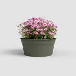 Image de COUPE MADAGASCAR 34 MA VERT SEC