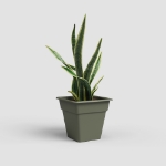 Image de POT MADAGASCAR CARRÉ 35 MA VERT SEC