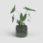 Image de CACHE-POT OLYMPUS 31 EM VERT ÉMERAUDE