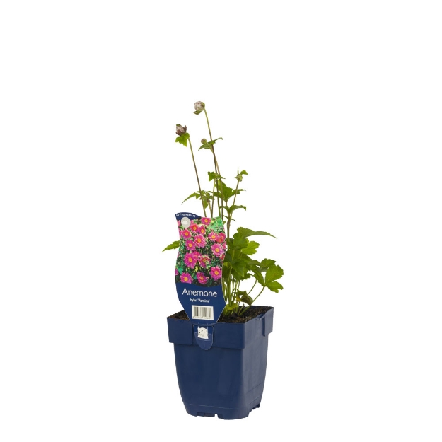 Image de Anemone hybr. 'Pamina' - pot de 11 cm.