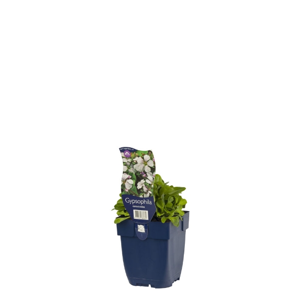 Image de Gypsophila cerastioides - pot de 11 cm.