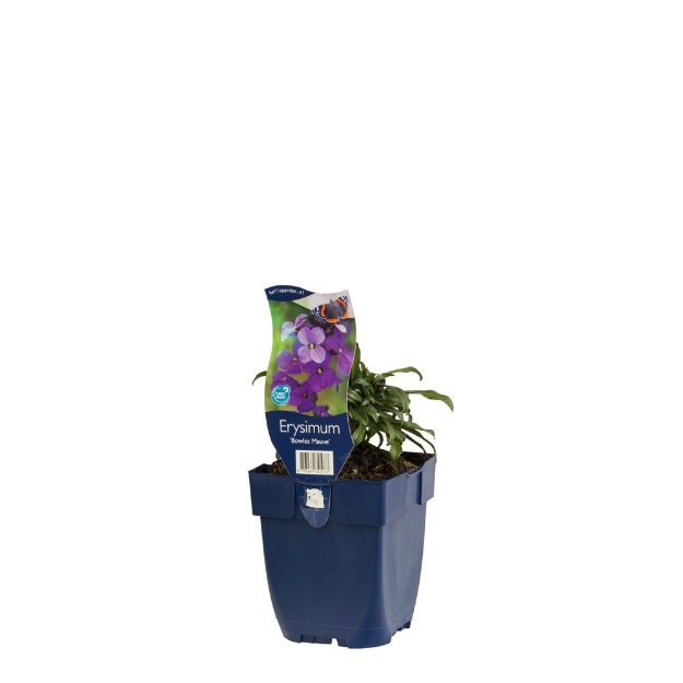 Image de Erysimum 'Bowles Mauve' - pot de 11 cm.