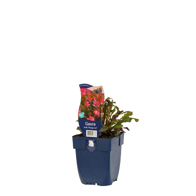 Image de Gaura lindh. 'Florgaured' - pot de 11 cm.