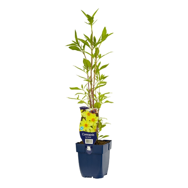 Image de Coreopsis 'Full Moon' - pot de 11 cm.