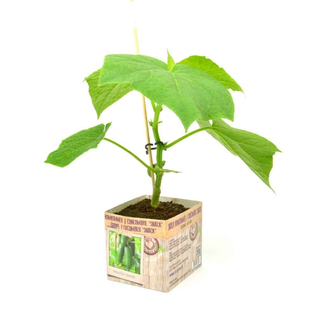Image de Concombre snack 10cm + boite