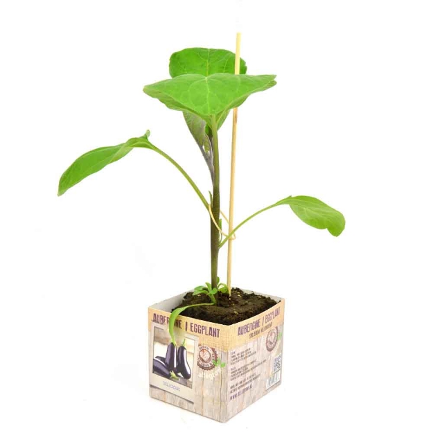 Image de Aubergine 10cm + boite