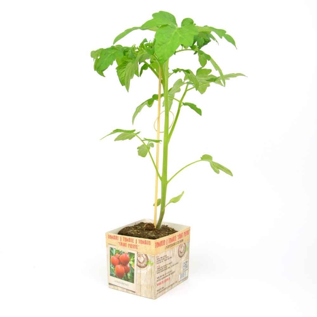Image de Tomate Saint-Pierre 10cm + boite
