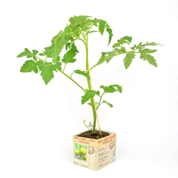 Image de Tomate Green Zebra 10cm + boite