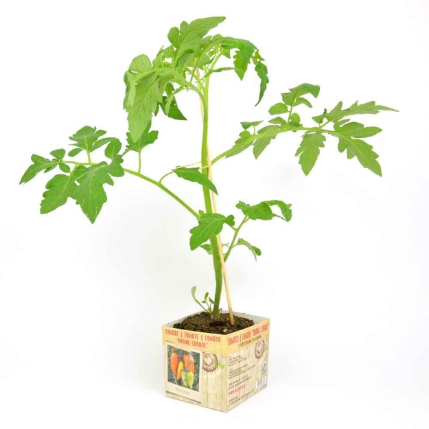 Image de Tomate Andine Cornue 10cm + boite