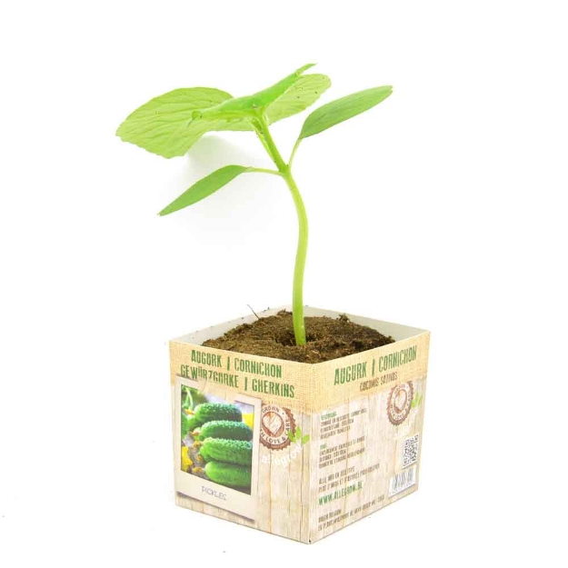 Image de Cornichon 10cm + boite