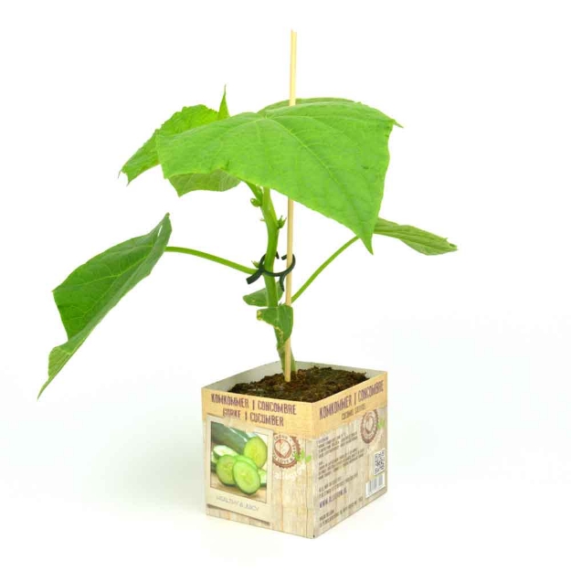Image de Concombre 10cm + boite