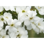 Image de Exochorda mac. 'Magical Springtime' (PBR)