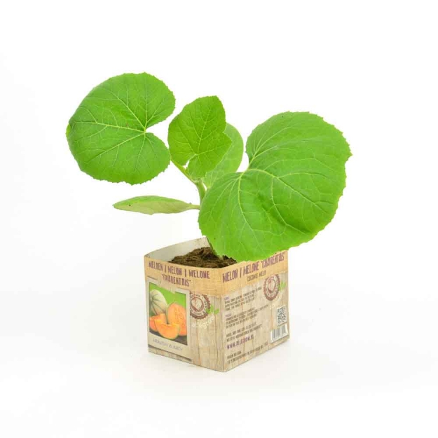 Image de Melon Charentais 10cm + boite