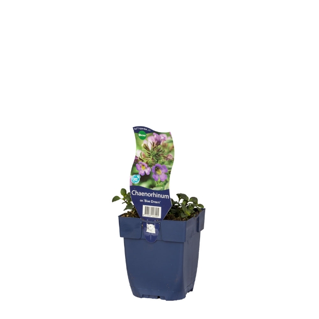 Image de Chaenorhinum or. 'Blue Dream' - pot de 11 cm.