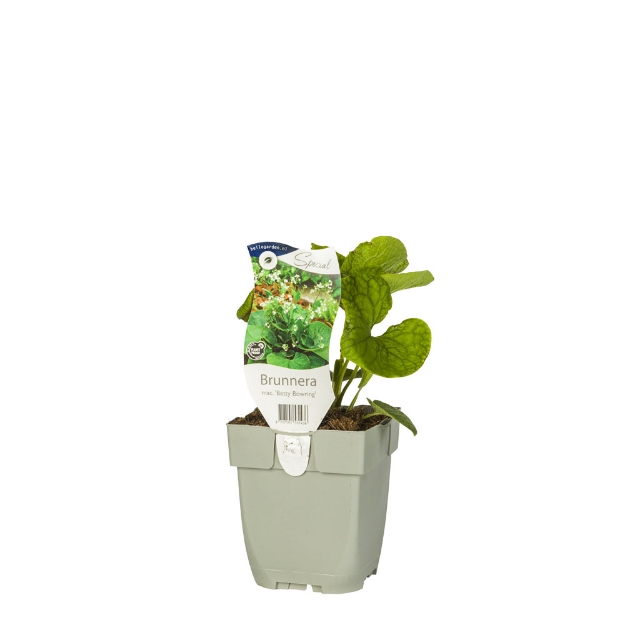 Image de Brunnera mac. 'Betty Bowring' - pot de 11 cm.