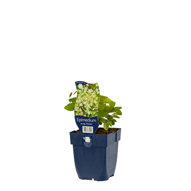 Image de Epimedium youngianum 'Niveum' - pot de 11 cm.