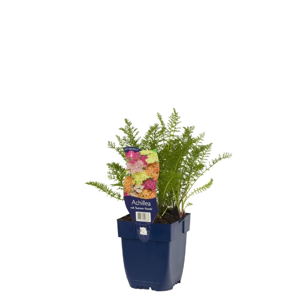 Image de Achillea mill. 'Summer Pastels' - pot de 11 cm.
