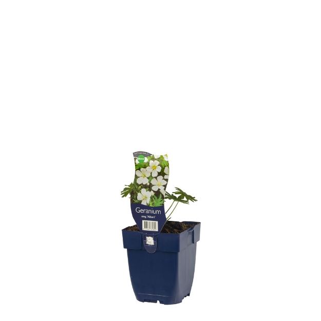 Image de Geranium sang. 'Album' - pot de 11 cm.
