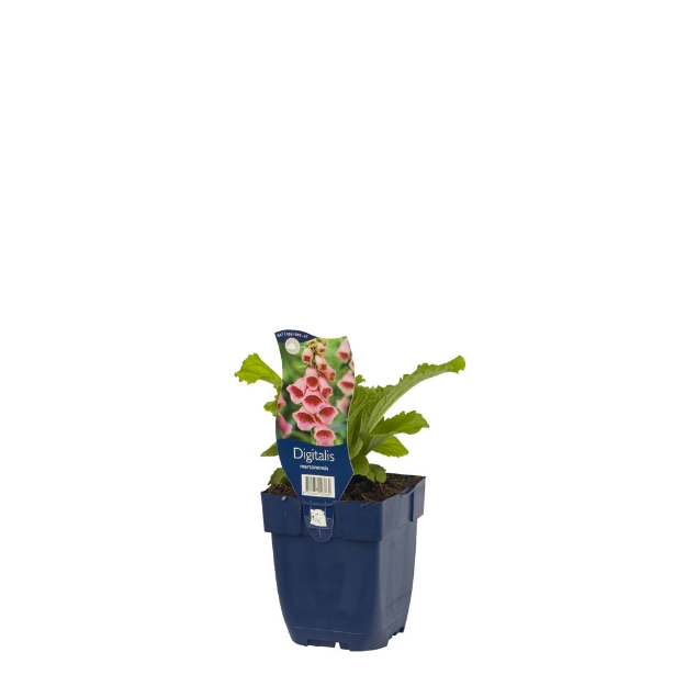 Image de Digitalis mertonensis - pot de 11 cm.