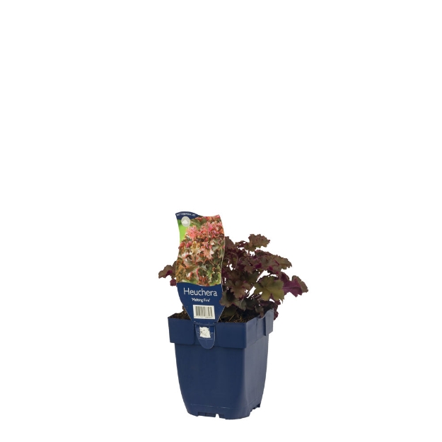 Image de Heuchera 'Melting Fire' - pot de 11 cm.