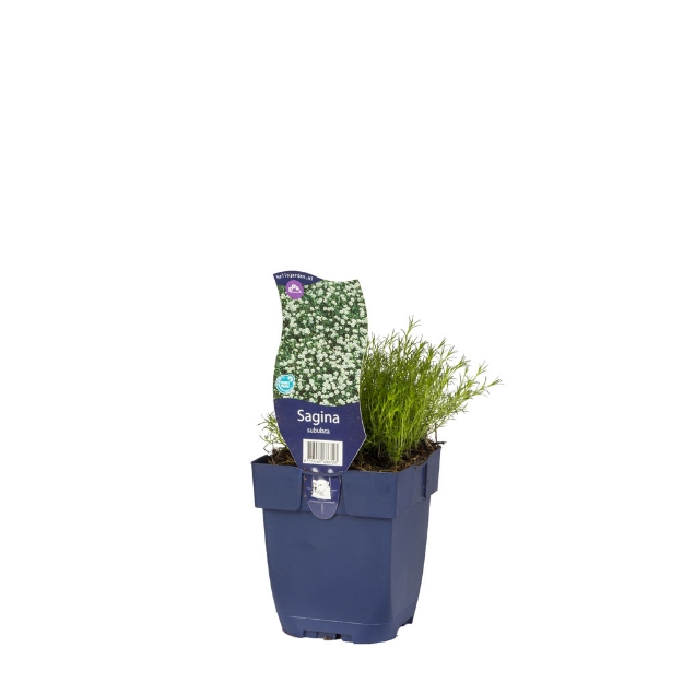 Image de Sagina subulata - pot de 11 cm.