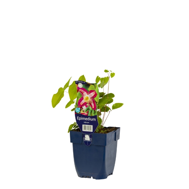 Image de Epimedium rubrum - pot de 11 cm.