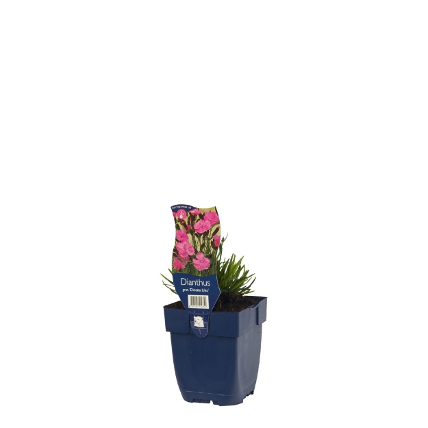 Image de Dianthus grat. 'Dinetta Lilac' - pot de 11 cm.