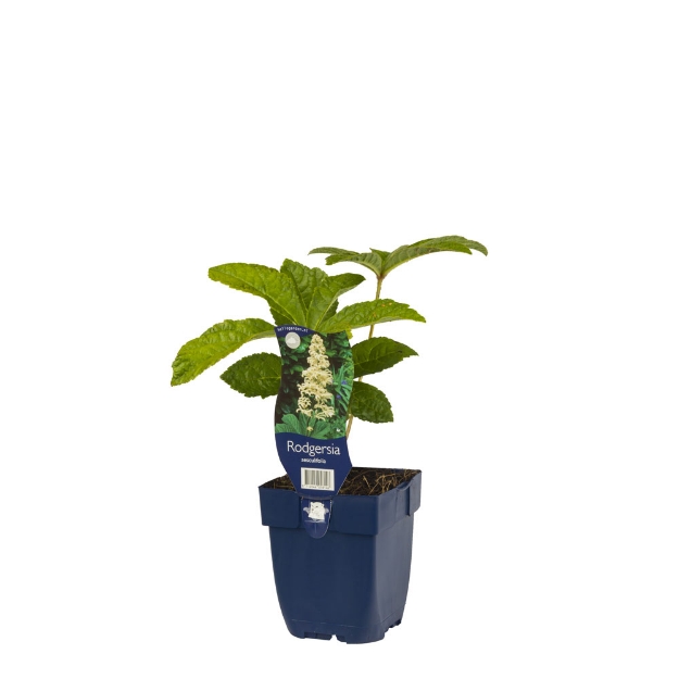 Image de Rodgersia aesculifolia - pot de 11 cm.