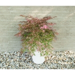 Image de Acer palm. 'Extravaganza' (PBR)