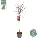 Image de Acer palm. 'Beni-maiko'