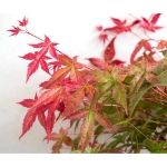 Image de Acer palm. 'Beni-maiko'