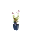 Image de Salvia greggii 'Joy' - pot de 11 cm.