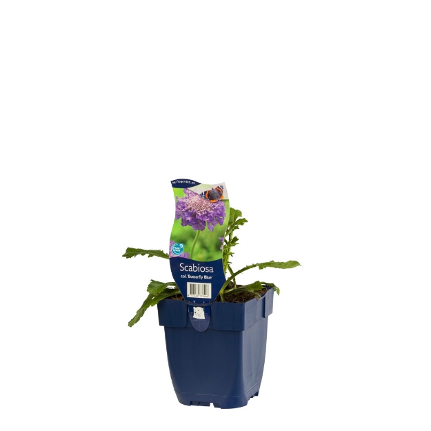 Image de Scabiosa col. 'Butterfly Blue' - pot de 11 cm.
