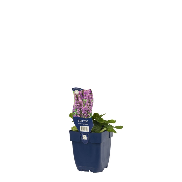 Image de Stachys mon. 'Hummelo' - pot de 11 cm.