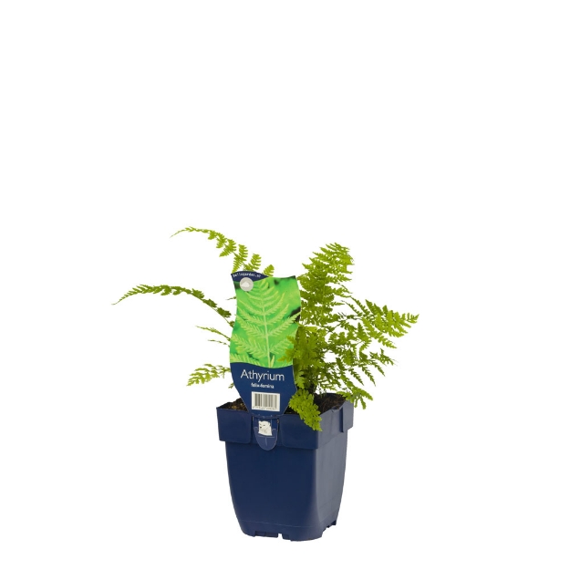 Image de Athyrium filix-femina - pot de 11 cm.