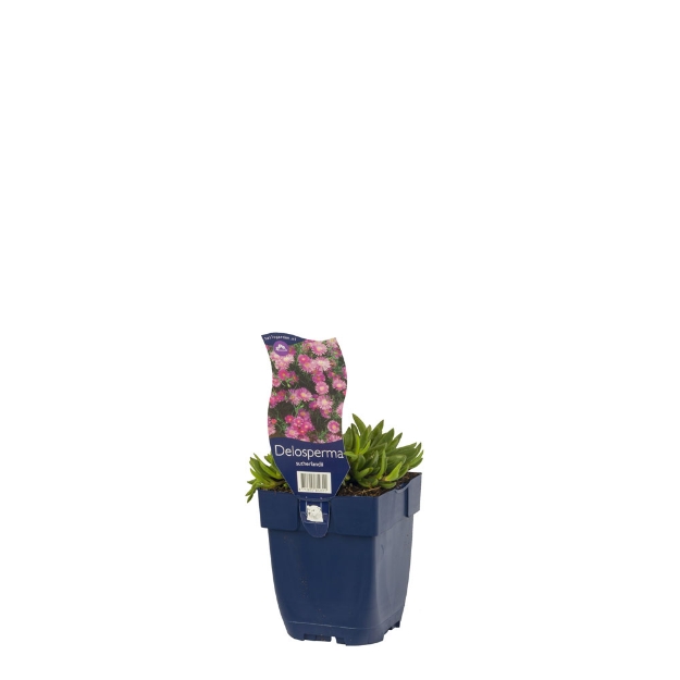 Image de Delosperma sutherlandii - pot de 11 cm.
