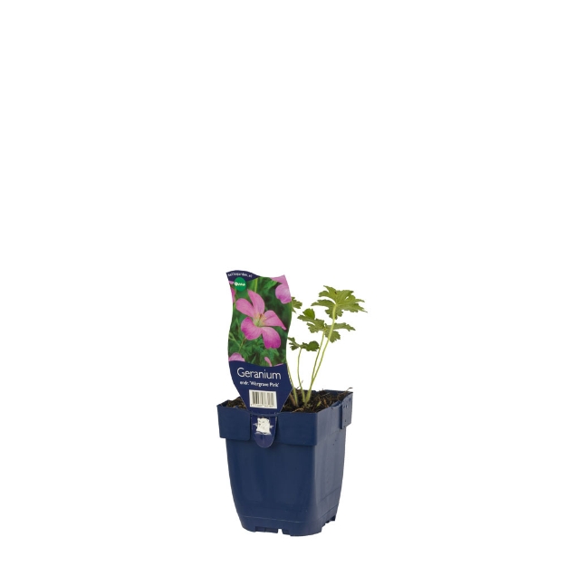 Image de Geranium endr. 'Wargrave Pink' - pot de 11 cm.