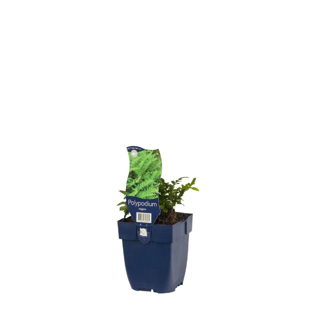 Image de Polypodium vulgare - pot de 11 cm.