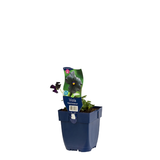 Image de Viola (C) 'Molly Sanderson' - pot de 11 cm.