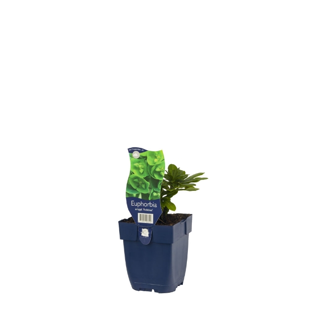 Image de Euphorbia amygd. 'Robbiae' - pot de 11 cm.