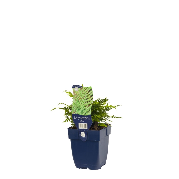 Image de Dryopteris affinis - pot de 11 cm.