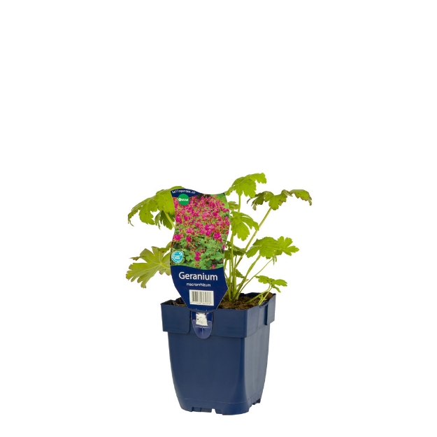 Image de Geranium macrorrhizum - pot de 11 cm.