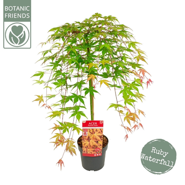Image de Acer palm. 'Cascade Ruby' (PBR)
