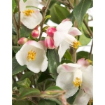 Image de Camellia rost. 'Cupido'® (PBR)