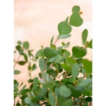 Image de Eucalyptus websteriana ‘Botanic Hearts’